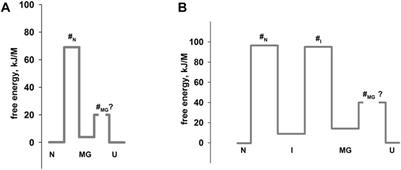 Some useful ideas for multistate protein design: Effect of amino acid substitutions on the multistate proteins stability and the rate of protein structure formation